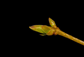 Leaf bud of lilac plant isolated on a black background