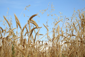 field of wheat