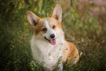 Wall Mural - corgi dog pembroke welsh corgi outdoor in summer park