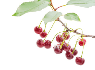 Poster - Branch with cherries and leaves.