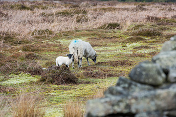 sheep and calf grazing on fields in the north of peak district, yorkshire, uk