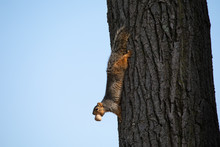Eastern Fox Squirrel Looking For Food In The Park On A Sunny Day