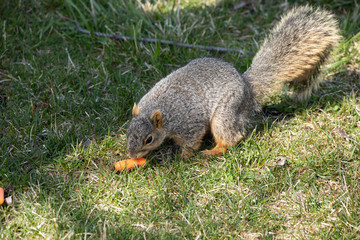 eastern fox squirrel looking for food in the park on a sunny day