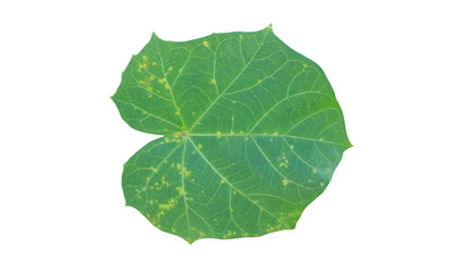 Wall Mural - Jatropha leaves, one plant with various benefits for treating wounds, colds and others