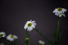 Close-up Of White Cosmos Flowers Blooming Outdoors