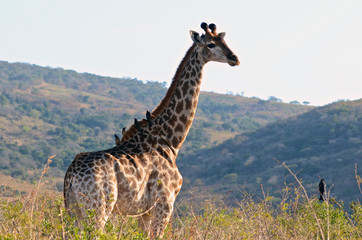 Wall Mural - A giraffe in a wildlife reserve in South Africa