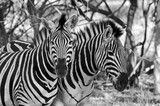 Fototapeta Konie - Zebras in a wildlife park in South Africa