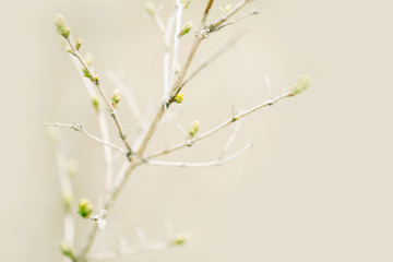  Beautiful natural spring tree sprouts background. Light green bush or shrub branches with small fresh leaves buds. Pale light faded pastel tones. Seasonal forest nature backdrop wallpaper.