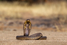 Snouted Cobra In South Africa