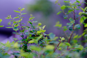 Wall Mural - bush with fresh green leaves. close-up. can be used as natural background.