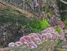 Fungi - The Base Of This Tree Is Covered With Fungus Growth With  A Pattern Of Interesting Light And Dark Brown Rings