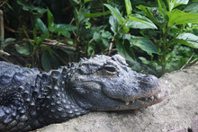 Chinese Alligator With Bad Dental Bite