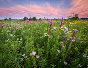 a dramatic sunset sky over a a prairie landscape full of blooming native wildflowers.