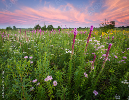 Cuadros en Lienzo A dramatic sunset sky over a a prairie landscape full of blooming native wildflowers