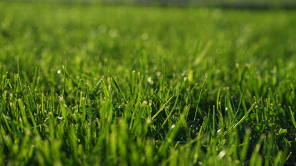 Green grass