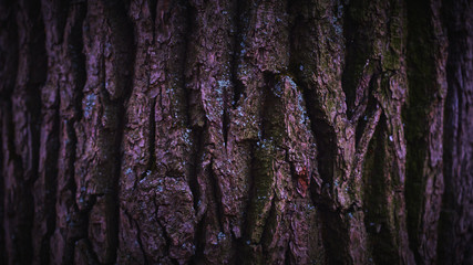 Tree bark texture