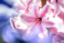 Extreme Closeup Of Beautiful Pink Hyacinth Flower With Blurry Background