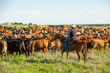 Cowboy moving cattle to new pasture on the ranch