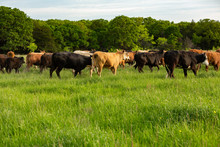 Herd Of Cattle On New Pasture On The