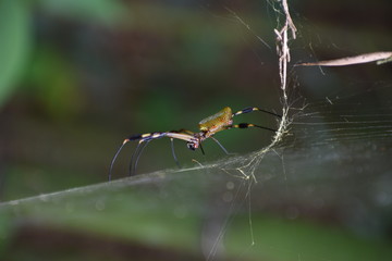 spider on a web
