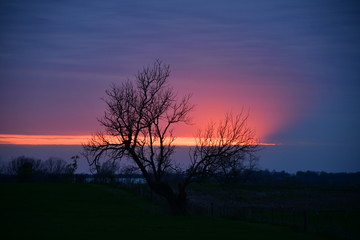 Poster - Lone Tree Sunset