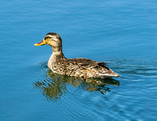 Mallard Duck Sitting In A Pond