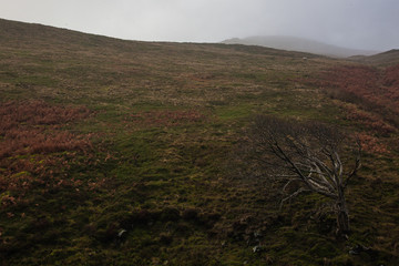 Wall Mural - Mountains, Fields and Forests, Edale, Peak District, England, UK