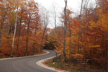 Autumn, foliage, brownish, yellowish, colors,  season, orange, 