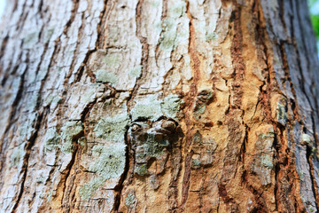 Wall Mural - close up partial of tree trunk , nude.