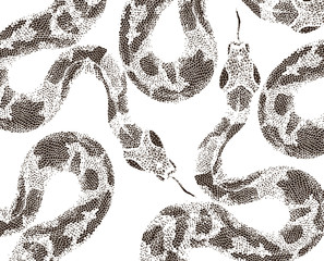 Wall Mural - Snake skin on white background 