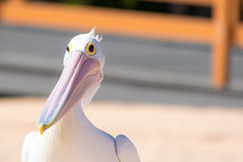 Close-up Of Pelican Outdoors