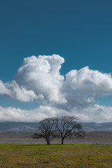 Wall Mural - bare trees on landscape against cloudy sky