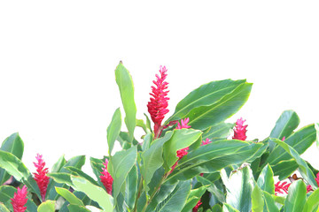 Wall Mural - Hawaiian red ginger flower