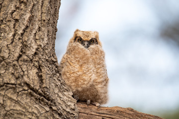 Wall Mural - great horned owlet perched on a limb.