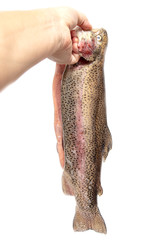 Sticker - Gutted trout fish in hand on a white background.