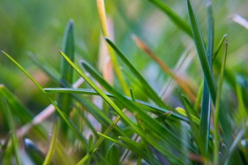 Wall Mural - green grass background macro spring