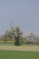 Wall Mural - Frühlingslandschaft