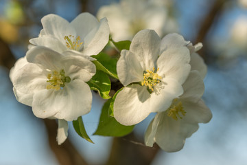 apple tree flowers