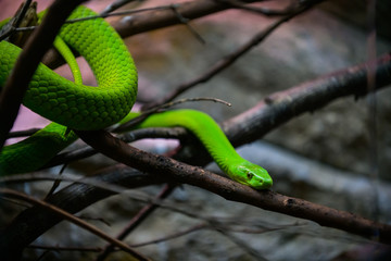 Wall Mural - Green snake in the Cabarceno nature park. Cantabria. Northern coast of Spain