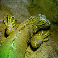 Wall Mural - Beautiful iguana in the Cabarceno nature park. Cantabria. Northern coast of Spain