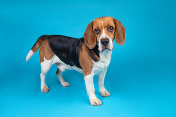 portrait of a beagle looking at the camera on a blue background