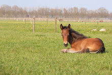 Brown Foal Resting In The Pasture. The Foal Lies On Green Grass