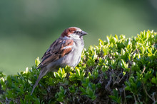 House Sparrow Male On Hedge In Sunshine