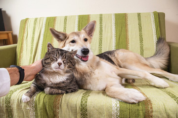 Wall Mural - Playful dog and cat on sofa at home