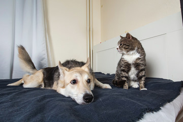 Wall Mural - Playful dog and cat on bed at home