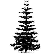 The Silhouette Of Araucaria Is Diverse (Araucaria Heterophylla L., Norfolk Pine, Norfolk Island Pine, Polynesian Pine)