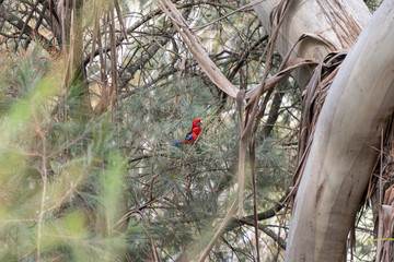 Bird sitting in tree branches. Red and blue birds. Parrots in trees, Blue Mountains, Australia