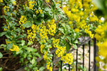 Small Yellow Flowers On Bush In Spring