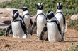 Pinguinkolonie am Stony Point in Betty's Bay in Südafrika