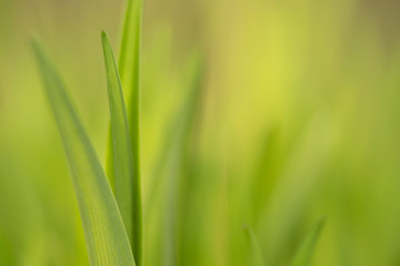 green grass background